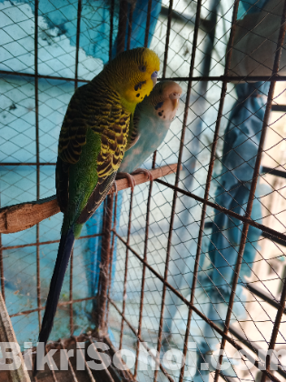 বাজরিগা পাখি